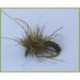 All Purpose Grub Olive