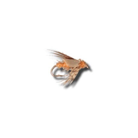American Grannom Pupa