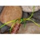 Apps Bloodworm Chart