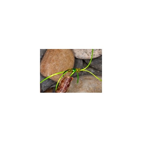 Apps Bloodworm Chart