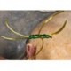 Apps Bloodworm Olive