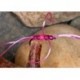 Apps Bloodworm Pink