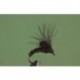 BLack CDC Emerger
