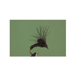 BLack CDC Emerger