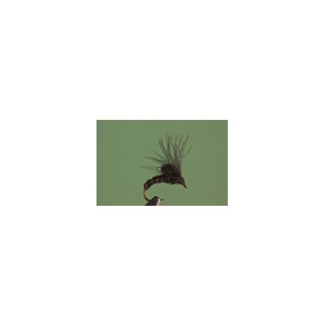 BLack CDC Emerger