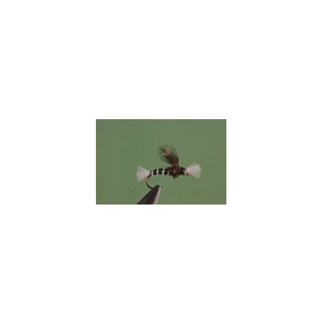 Black Chironomid Pupa