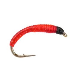 Blood worm