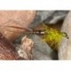 Brown Mayfly Nymph