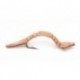 Buckskin worm