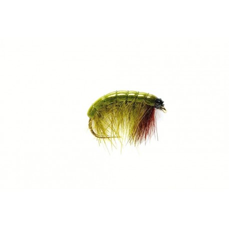 Bug Olive (AK)