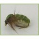 Caddis Pupa
