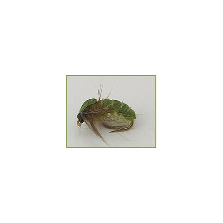 Caddis Pupa