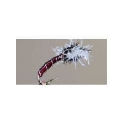 Chironomid Holographic