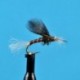 Chironomid Pupa Brown