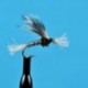 Chironomid Pupa Grey