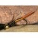 Copper John
