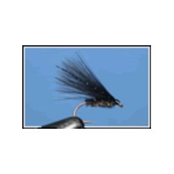 Cormorant Black