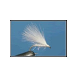 Cormorant White