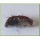 Czech Nymph Brown