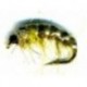 Czech nymph olive amber