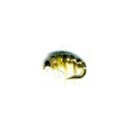 Czech nymph olive amber