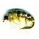 Czech Nymph Olive