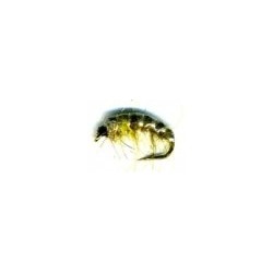 Czech Nymph Olive