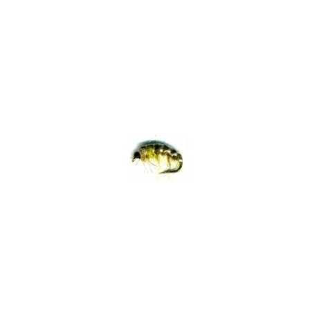 Czech Nymph Olive
