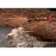 DiawlBachRedRib