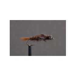 dragonfly sp