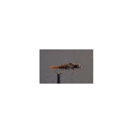 dragonfly sp