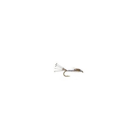 emerging callibaetis