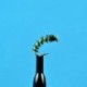 Gill Ribbed Larva