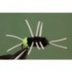 Girdle Bug