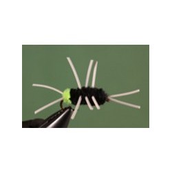 Girdle Bug