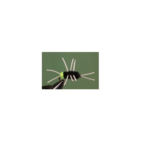 Girdle Bug
