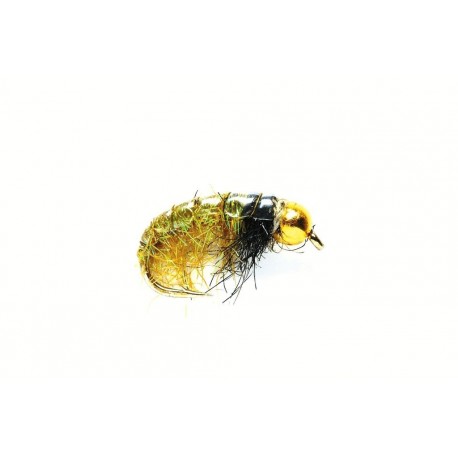 Glister Shrimp