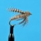 Gray Derdgebug