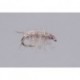 Gray Sowbug