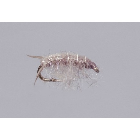 Gray Sowbug