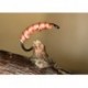 GraylingBug