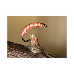 GraylingBug