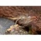 GRHENymph