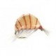 Heavy Epoxy Shrimp Natural