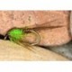 HSPTN Green