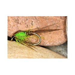 HSPTN Green