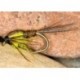 HSPTN Yellow