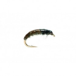 Hydropsyche
