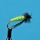 Little Green Rock Worm