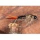 MahogonyMayflyNymph